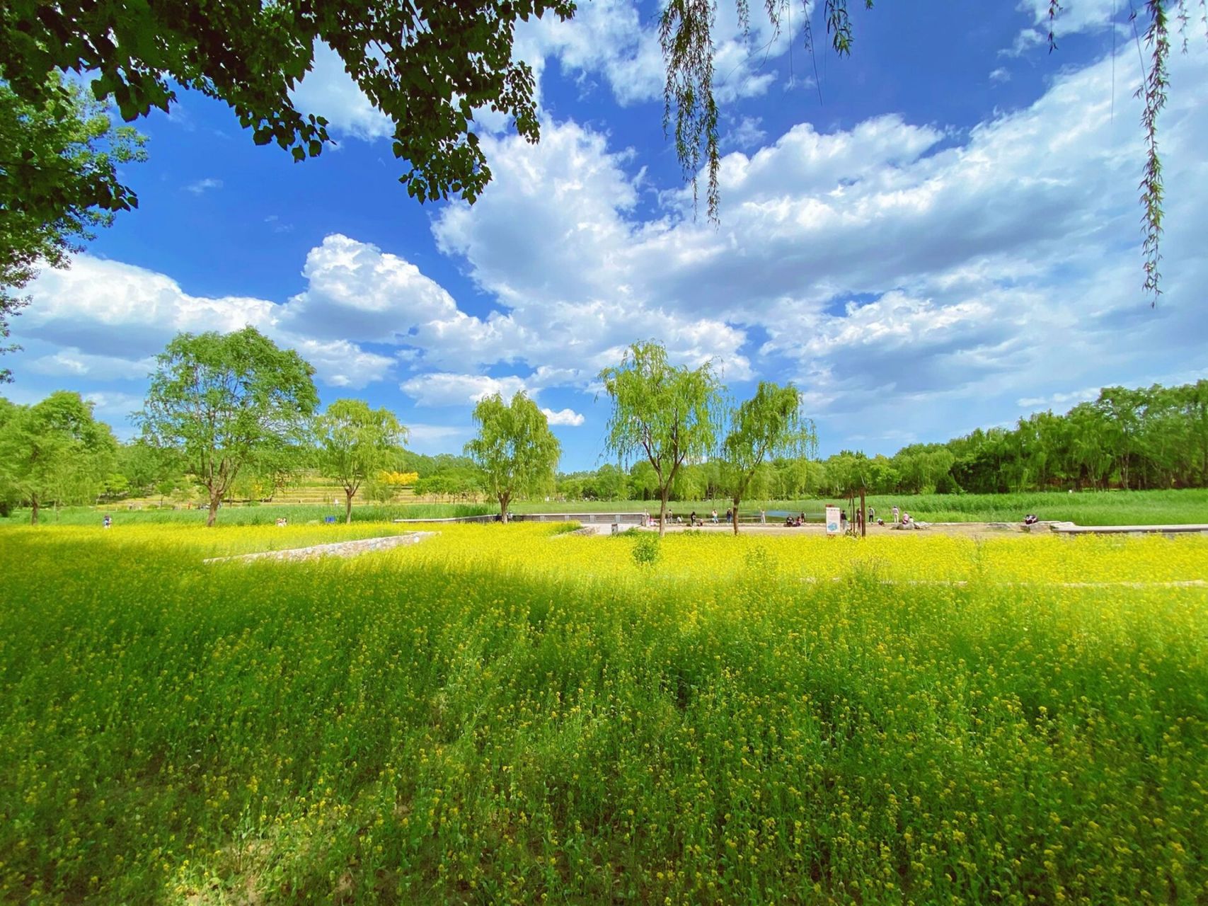 海淀宝藏公园|中坞公园 疫情期间众多公园闭园,但是周末实在想出去