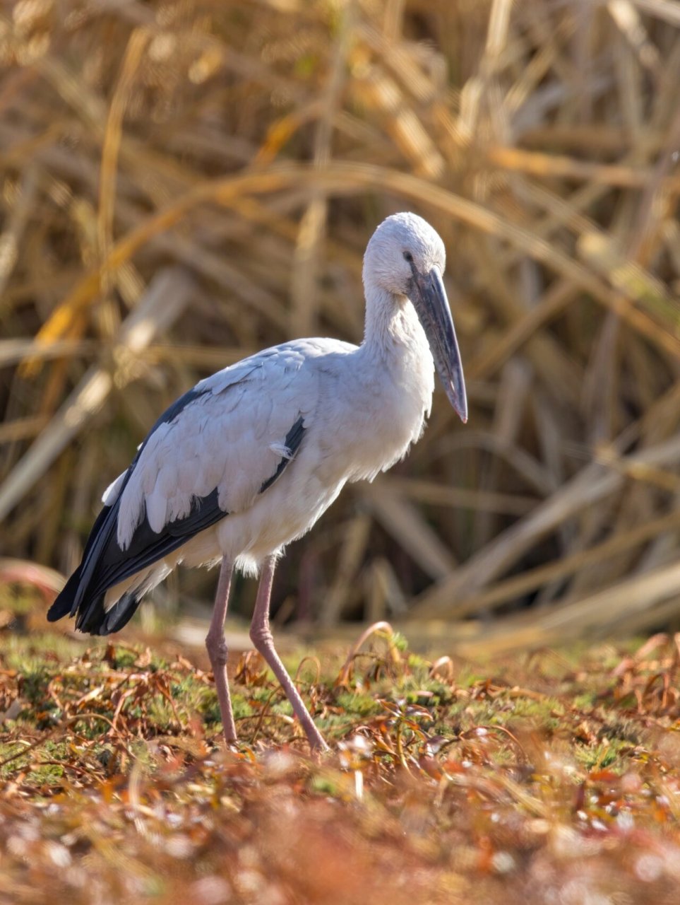 2 	 钳嘴鹳,鹳形目鹳科钳嘴鹳属.
