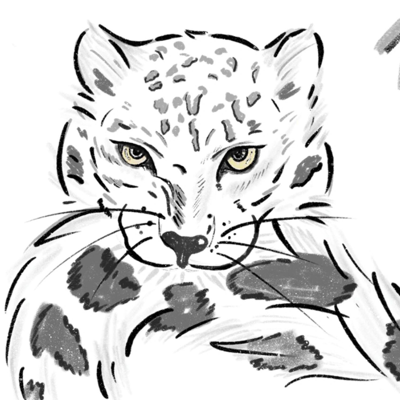 雪山之王761590喜欢吃尾巴的雪豹 雪豹简笔画 	 此行第三只