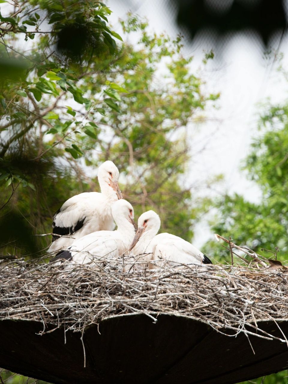 东方白鹳|毛茸茸胖乎乎的幼鸟 东方白鹳国家一级保护动物,濒危鸟类.