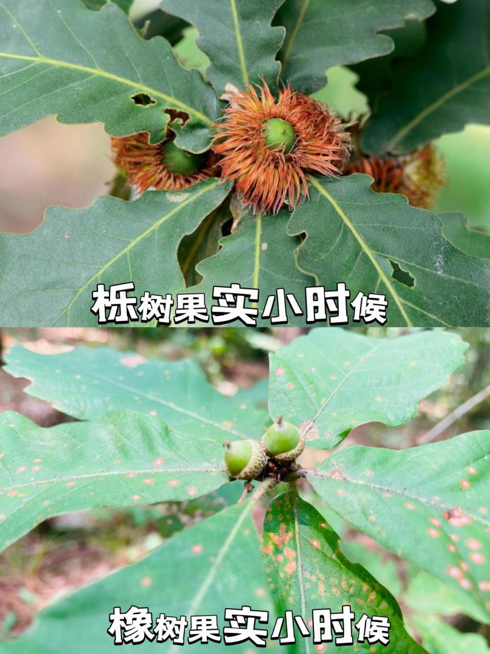 我甚至都去查了"橡子凉粉"的做法,结果发现这两种果实还是有些区别