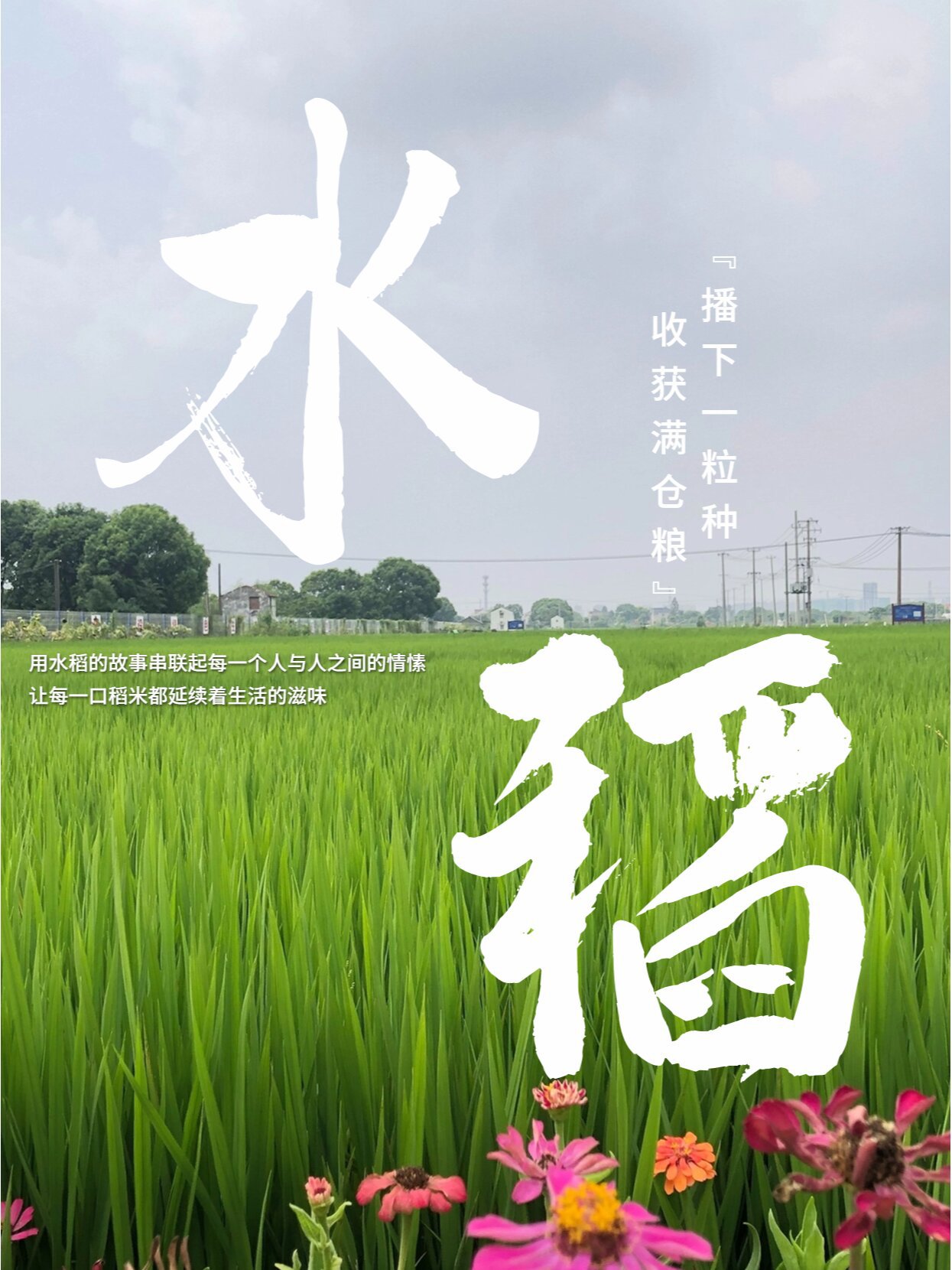 风味人间4 |水稻满分文案90爱了爱了