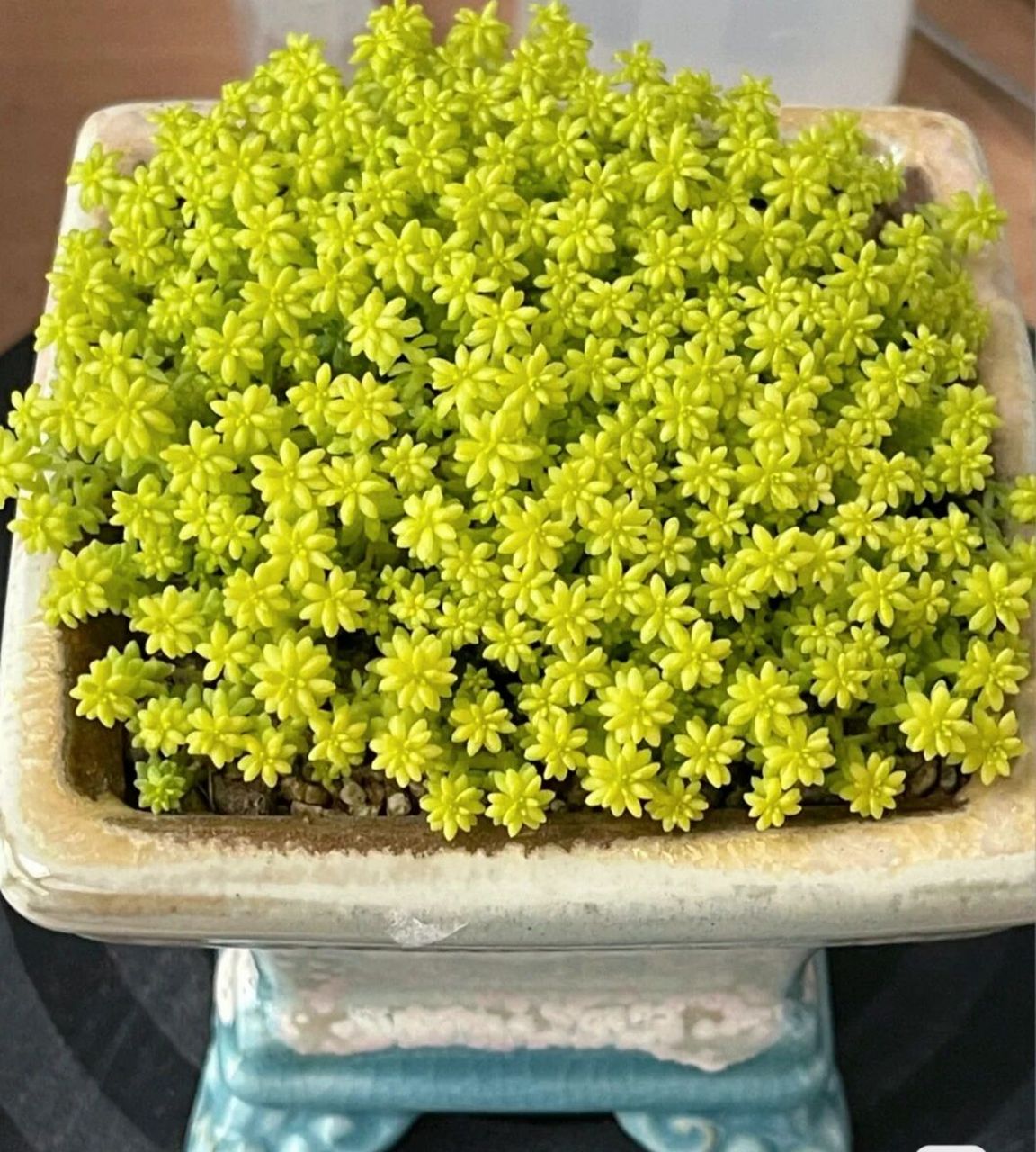 认识多肉第61天——黄金万年草 黄金万年草,又叫做黄金薄雪万年草