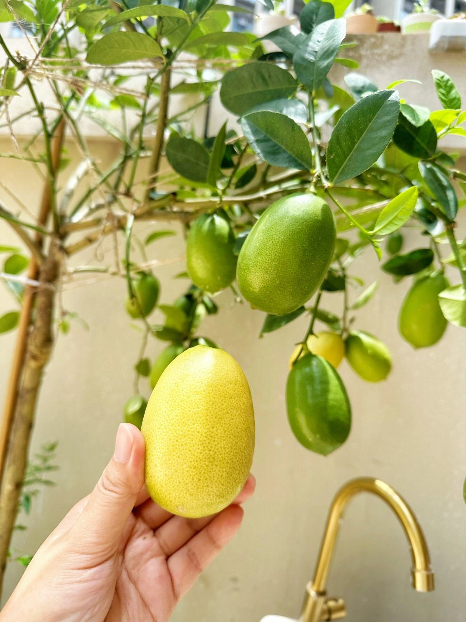 家里的台湾香水柠檬成熟了 这颗台湾香水柠檬的种植教程也上了好几次