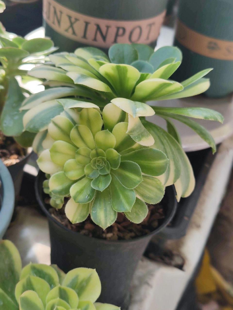 金丝翡翠.绿羊绒贡献了很多锦,现有四种,艳凝,金丝翡翠,迈巴赫,中斑.