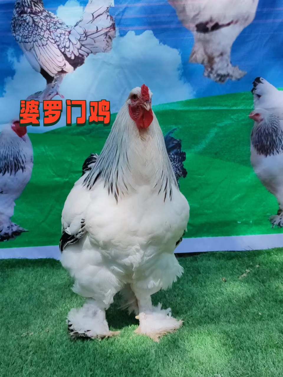 大型鸡 婆罗门鸡 在我们的印象中,鸡的体型都是非常小的,可是世界之大