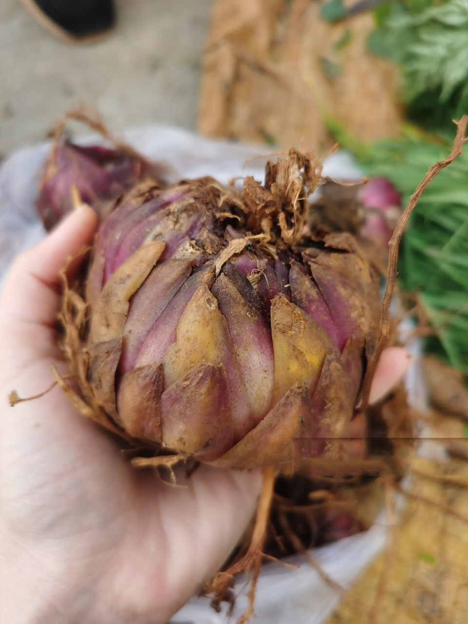 野生新鲜紫百合