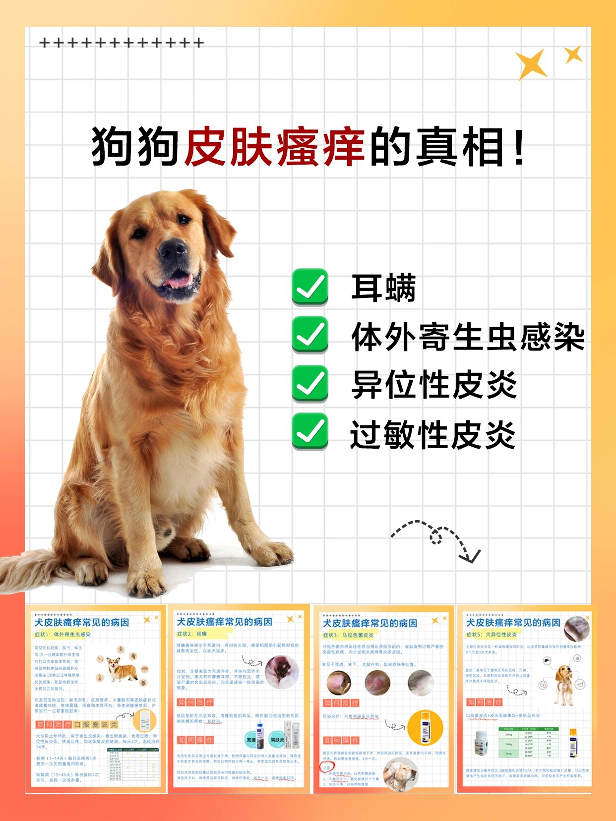 症状16615体外寄生虫感染 常见的有跳蚤,虱子,蜱虫,疥螨等,犬