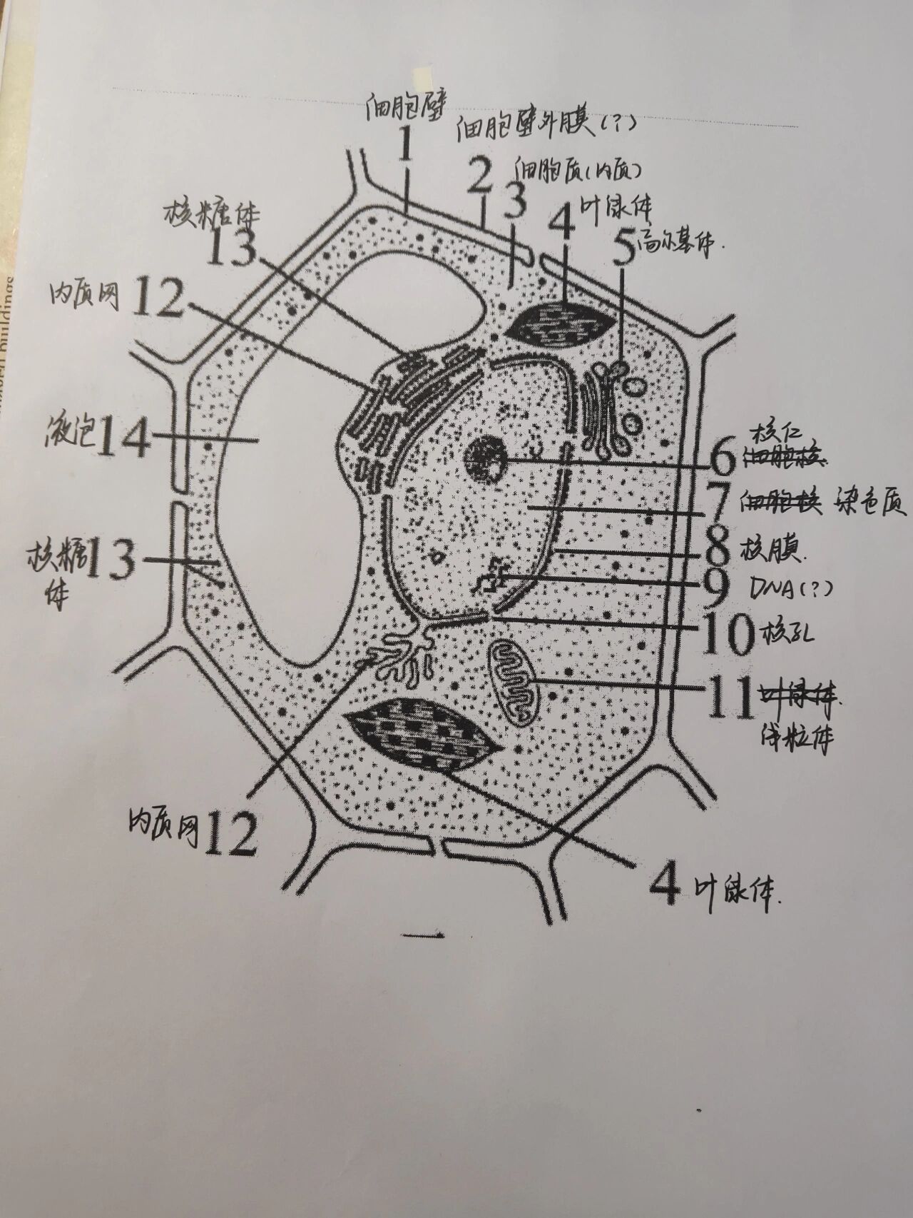 有没有生物大神来看看 这是做的高一生物必修一的细胞器图 为什么会分