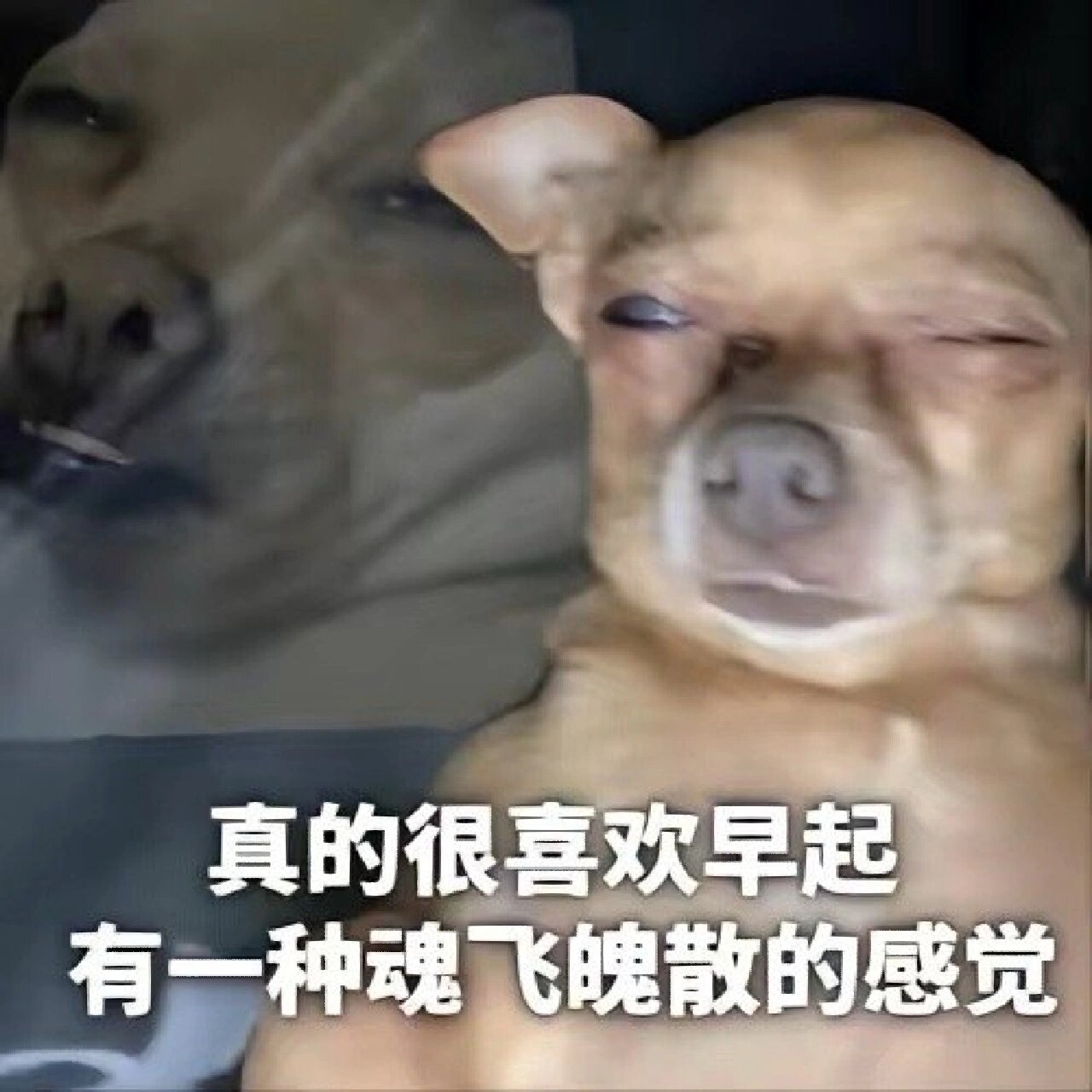 累了这个b世界表情包
