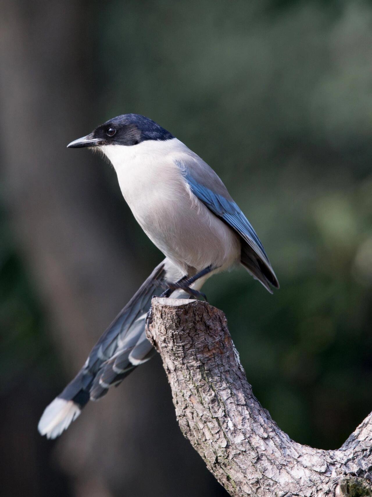 灰喜鹊绘画素材整理分享