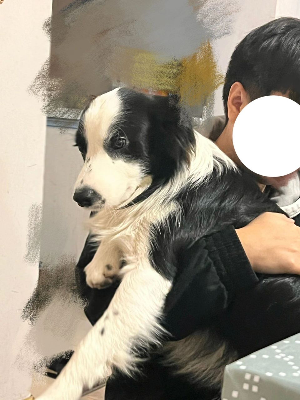 狗狗是真的能察觉到主人的情绪吗 以前和对象打打闹闹狗子会在旁边很