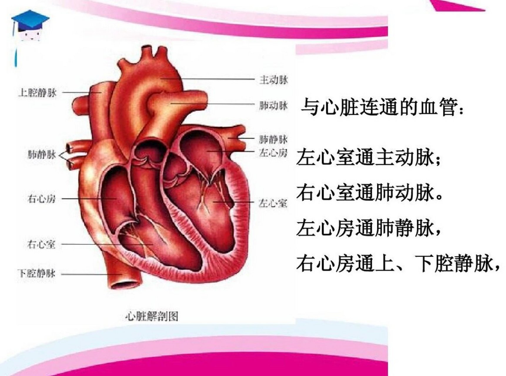 心脏中心房心室图图片