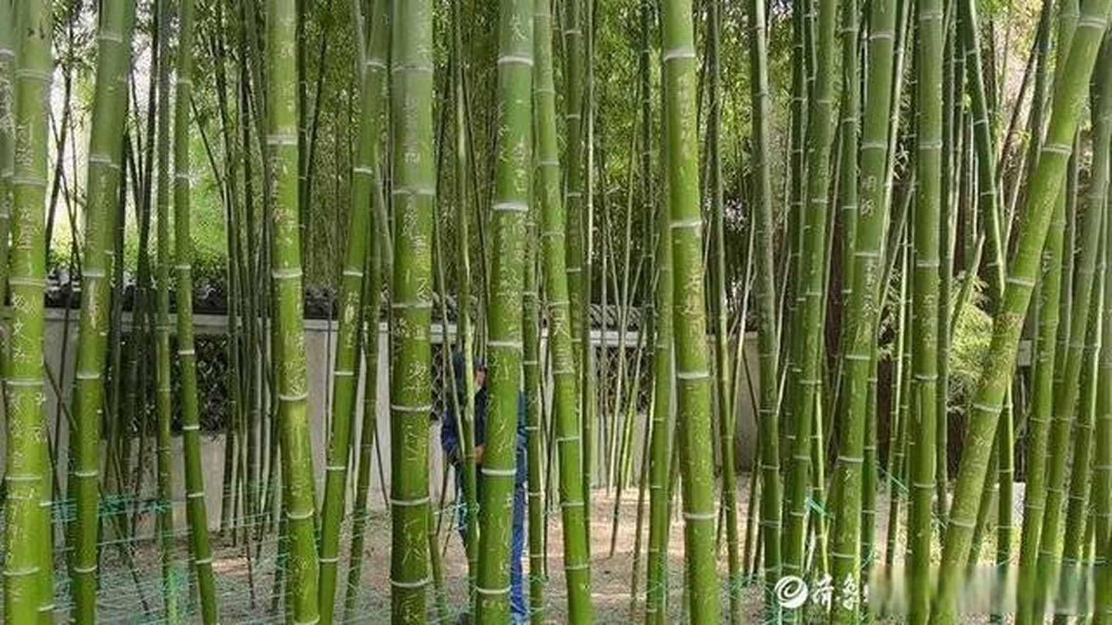 【济南趵突泉万竹园竹子被大片刻字,只好"结网"阻挡不文明游客】19日