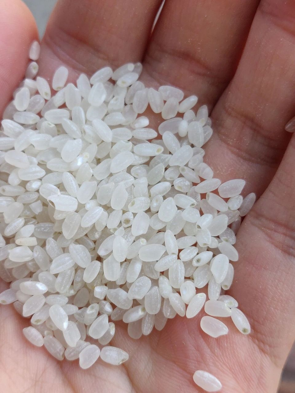 单位上给大家吃的大米