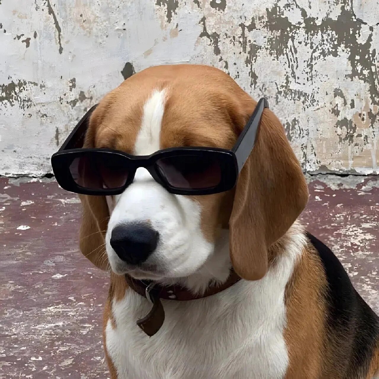 戴墨镜的小狗小猫