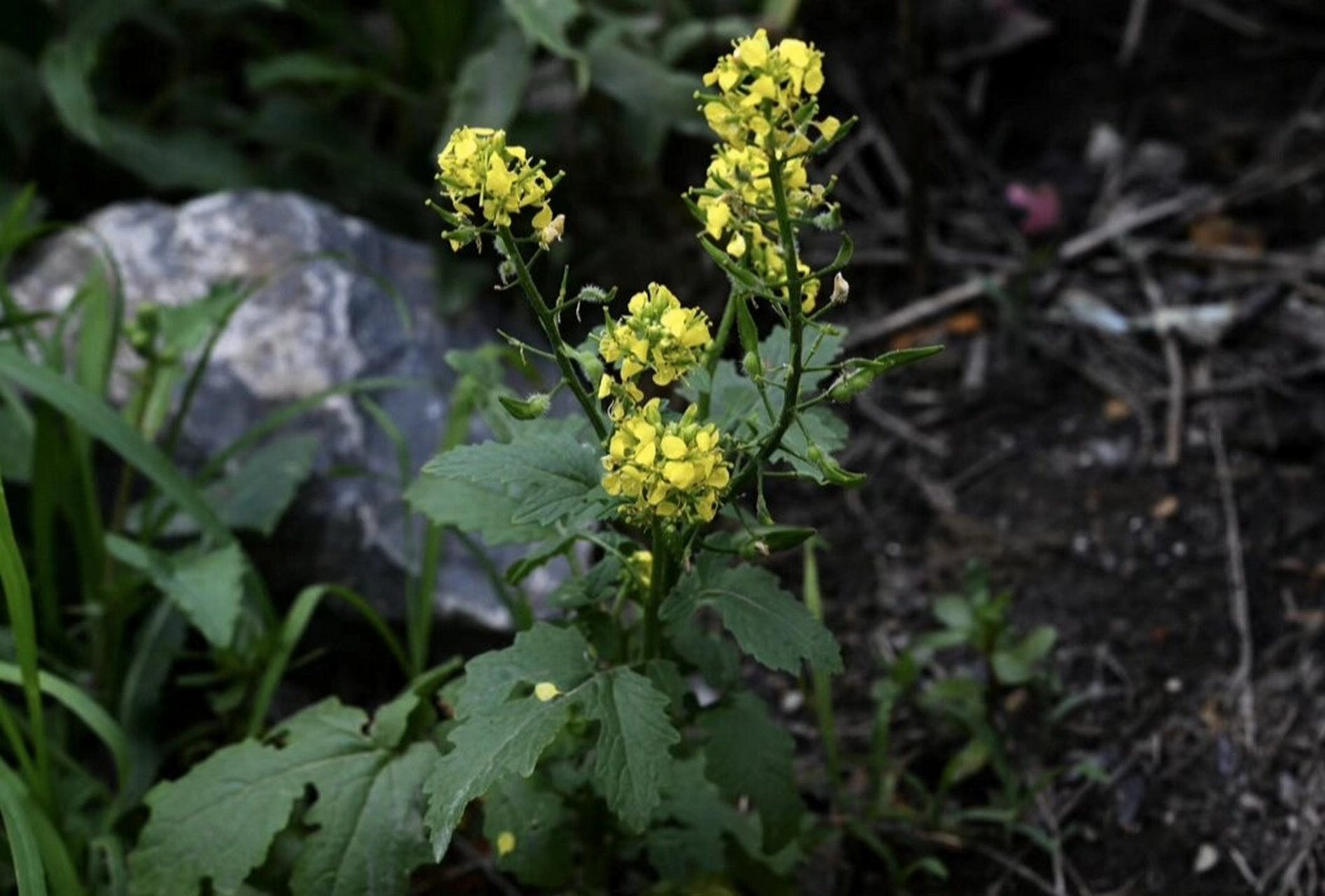 中草药:白芥子 97白芥子 辛温 肺胃 97利气豁痰:治胸胁胀满疼痛