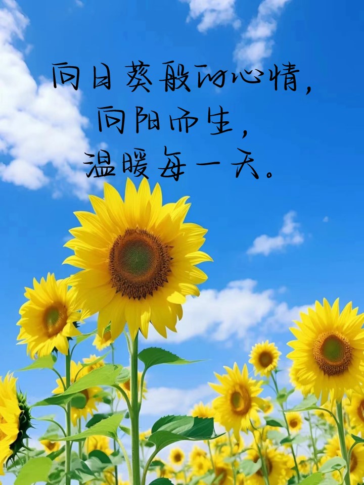 向日葵带字图片唯美图片