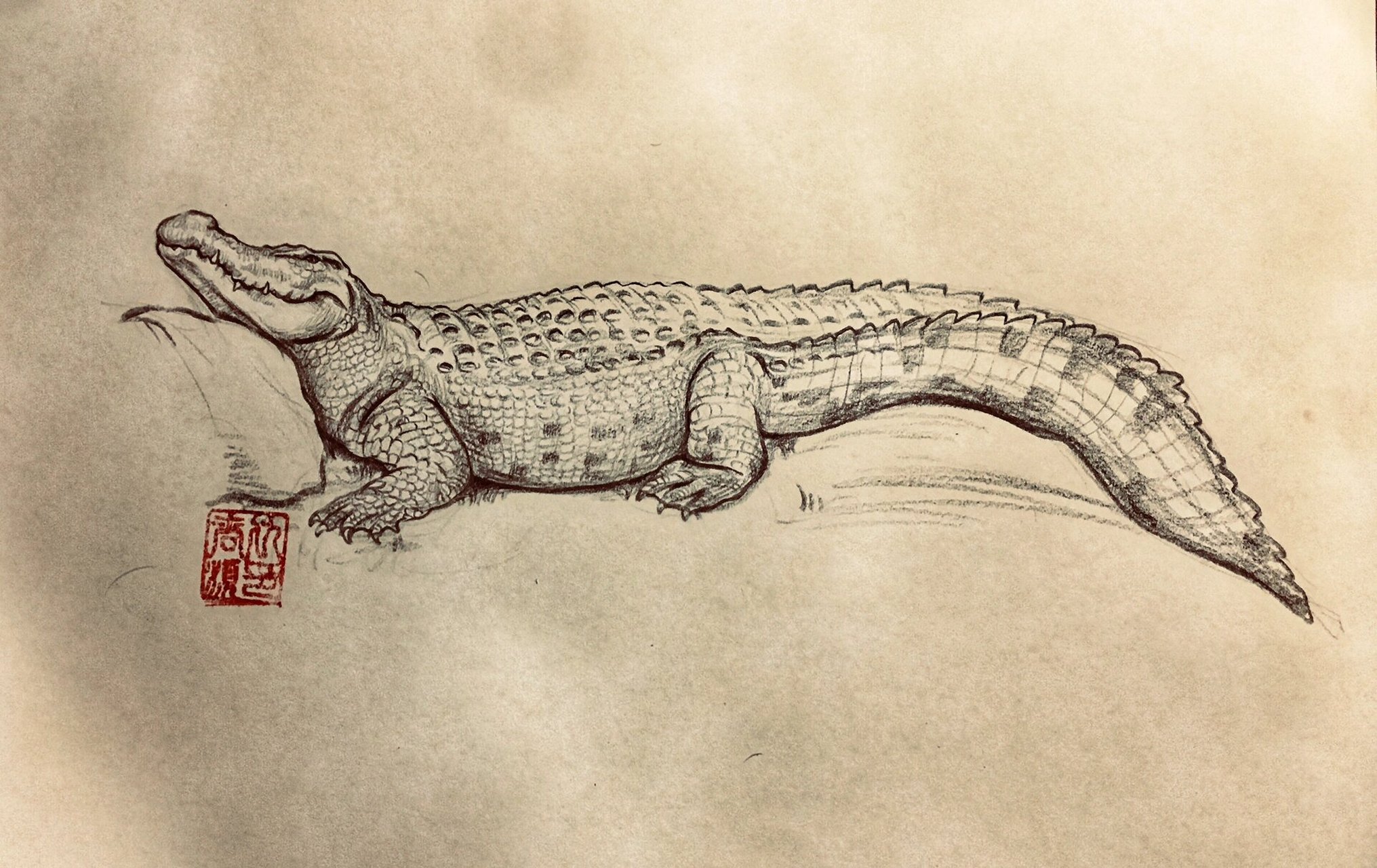鳄鱼头部绘画图片