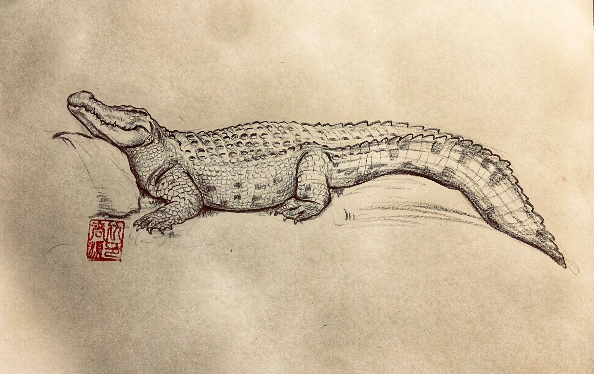 鳄鱼系列速写绘画