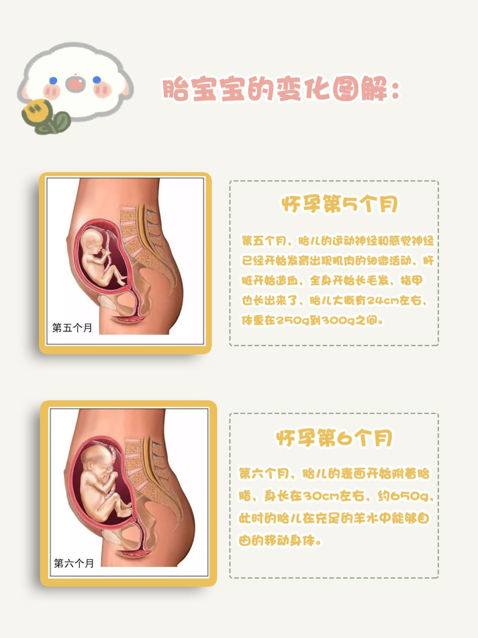 怀孕的胎儿成长过程图图片
