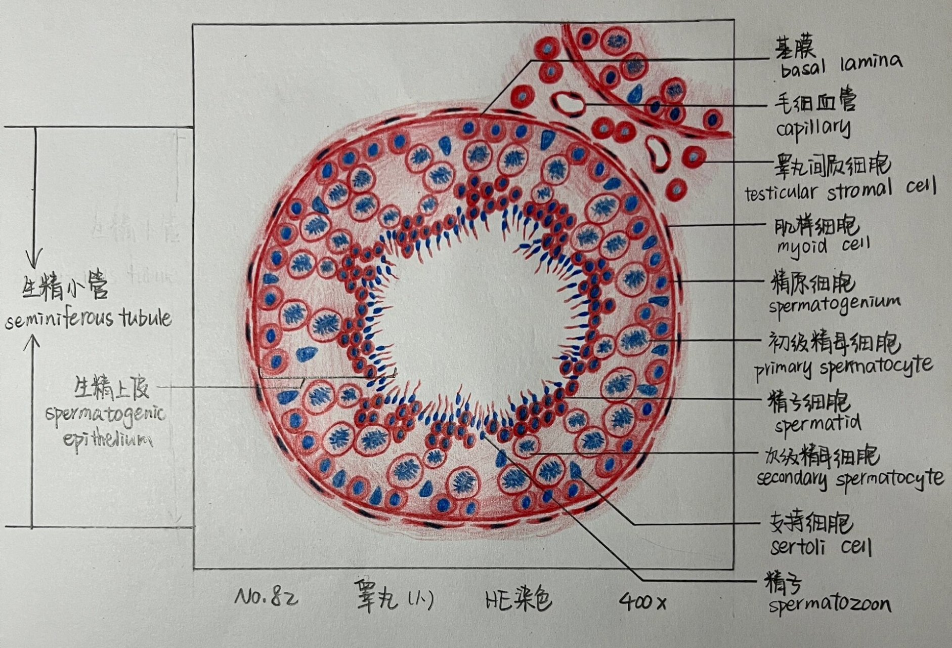 组胚睾丸画图图片