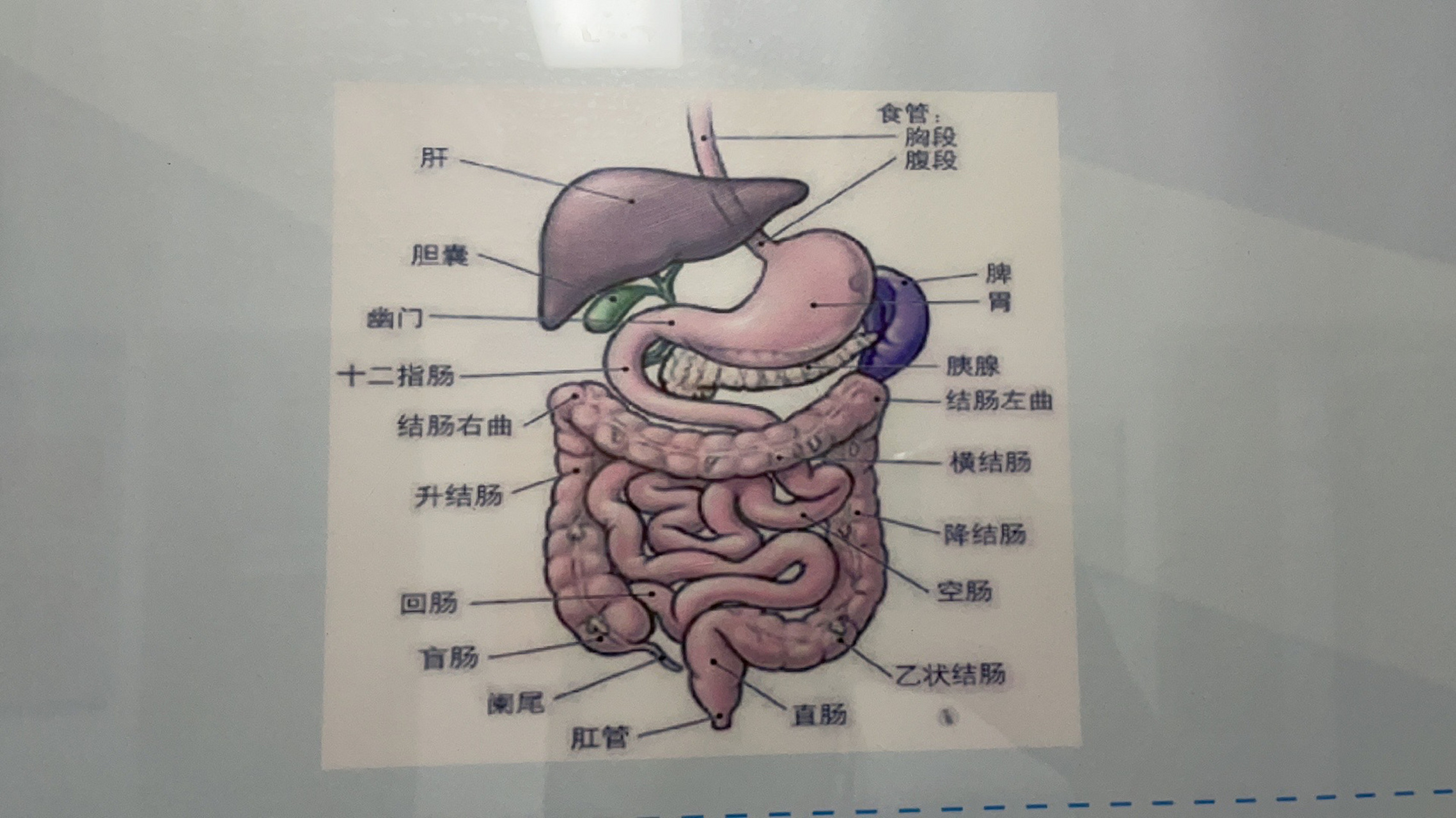 结肠和阑尾的位置图图片