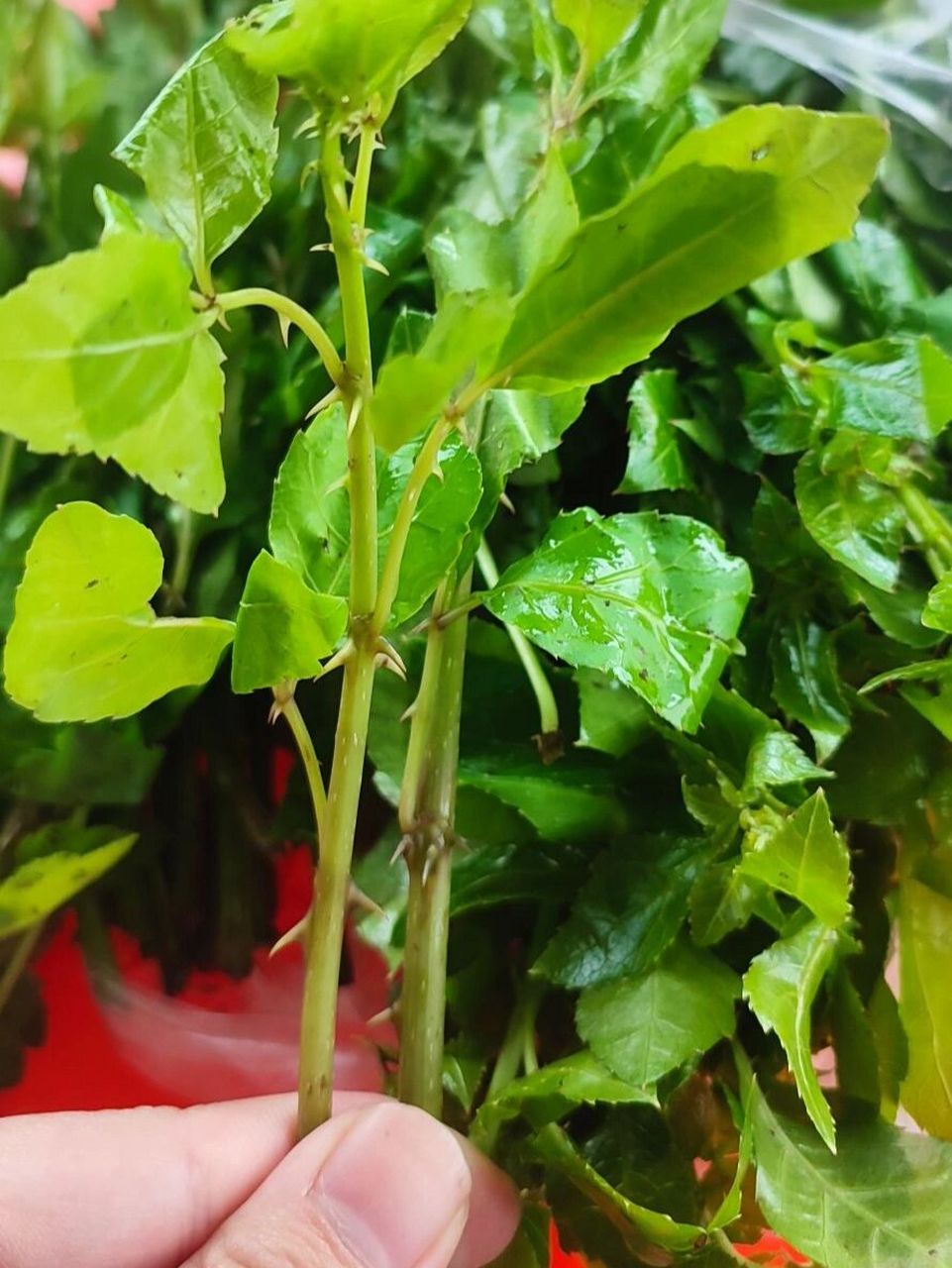 勒头菜!三加皮!