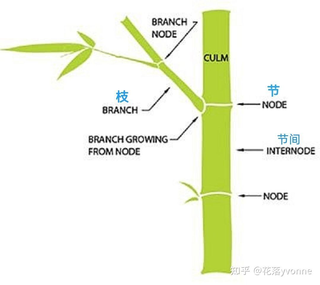 如何用植物学知识解释节外生枝的含义
