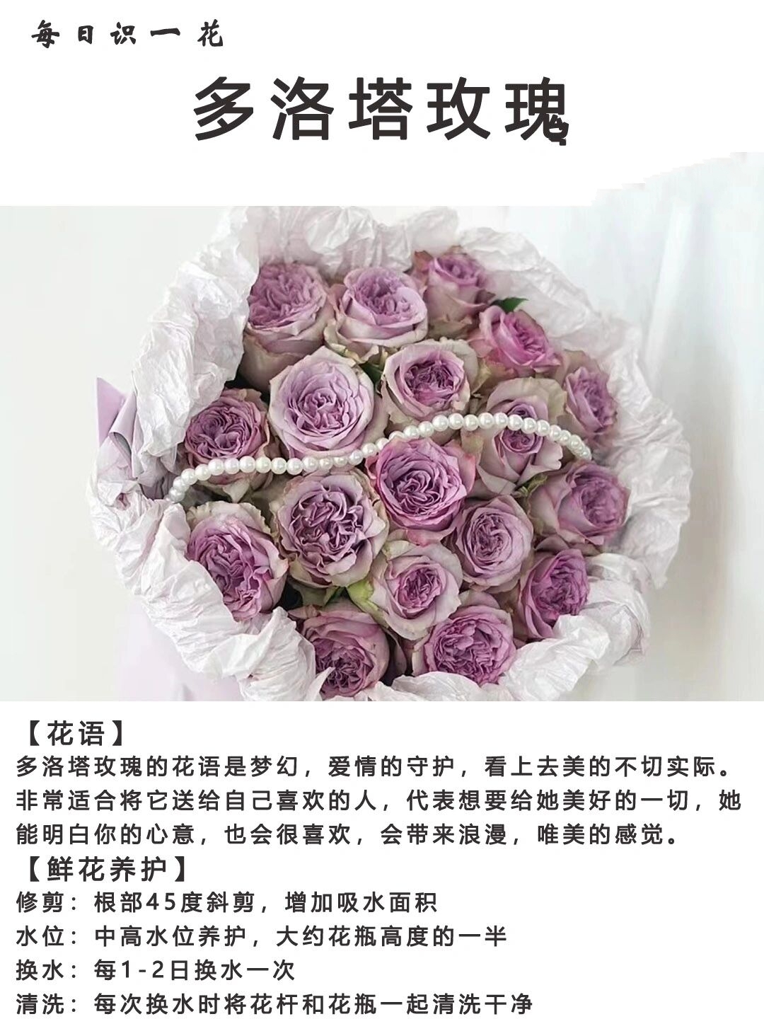 day046|每日识一花|多洛塔玫瑰 多洛塔玫瑰,是一款非常优雅复古的紫色