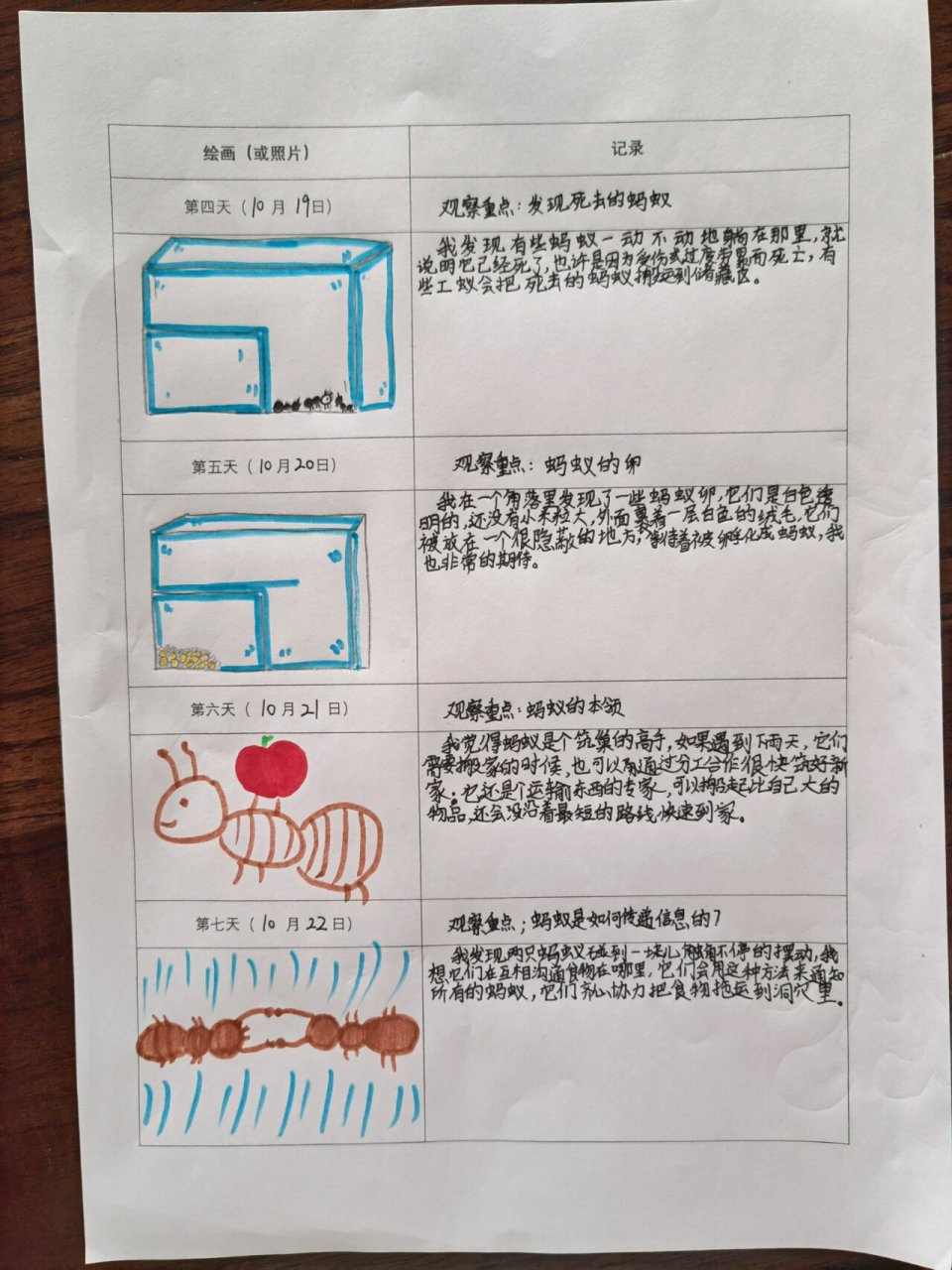 昆虫备忘录 简单蚂蚁图片