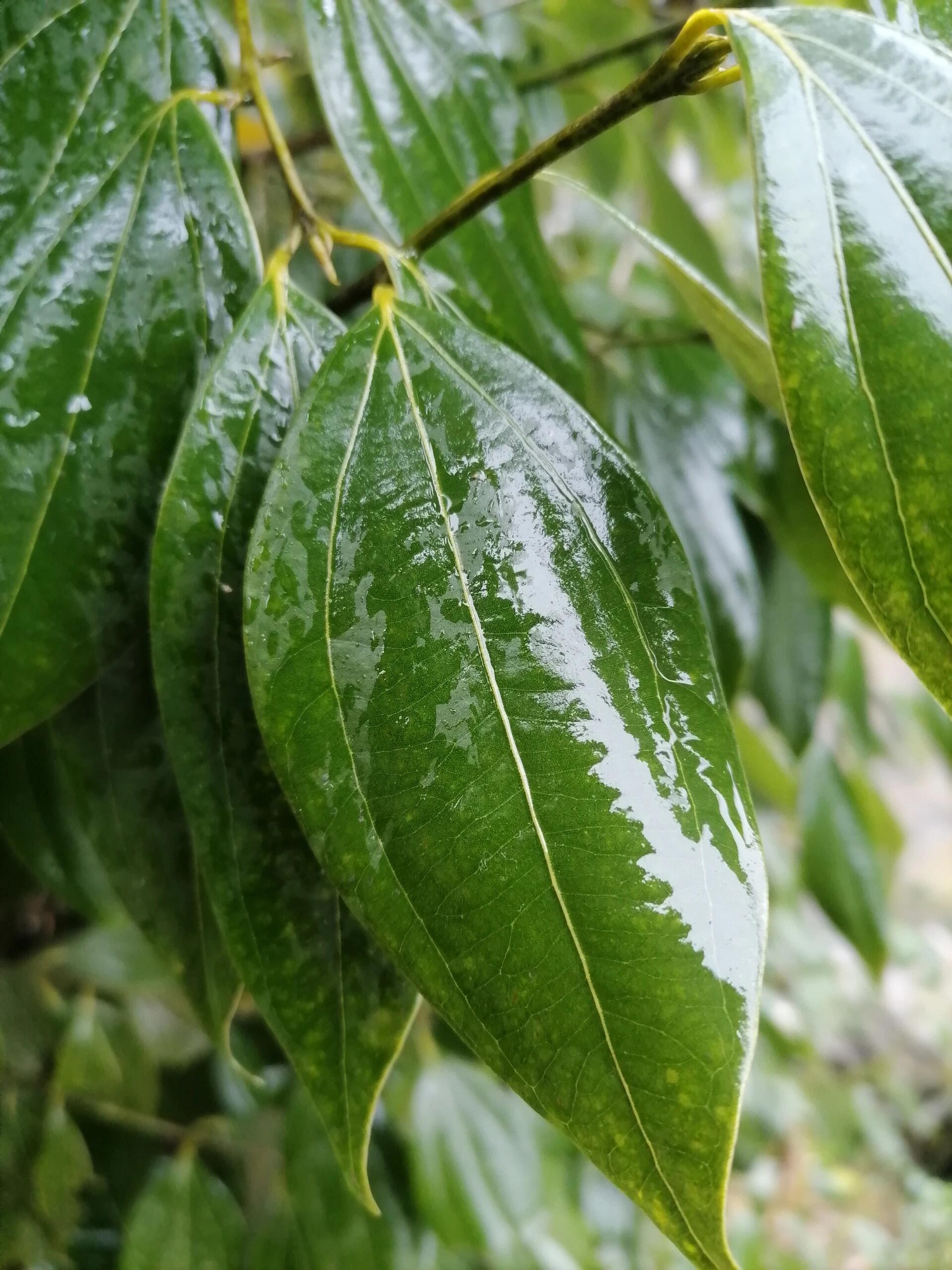 香叶树简介图片