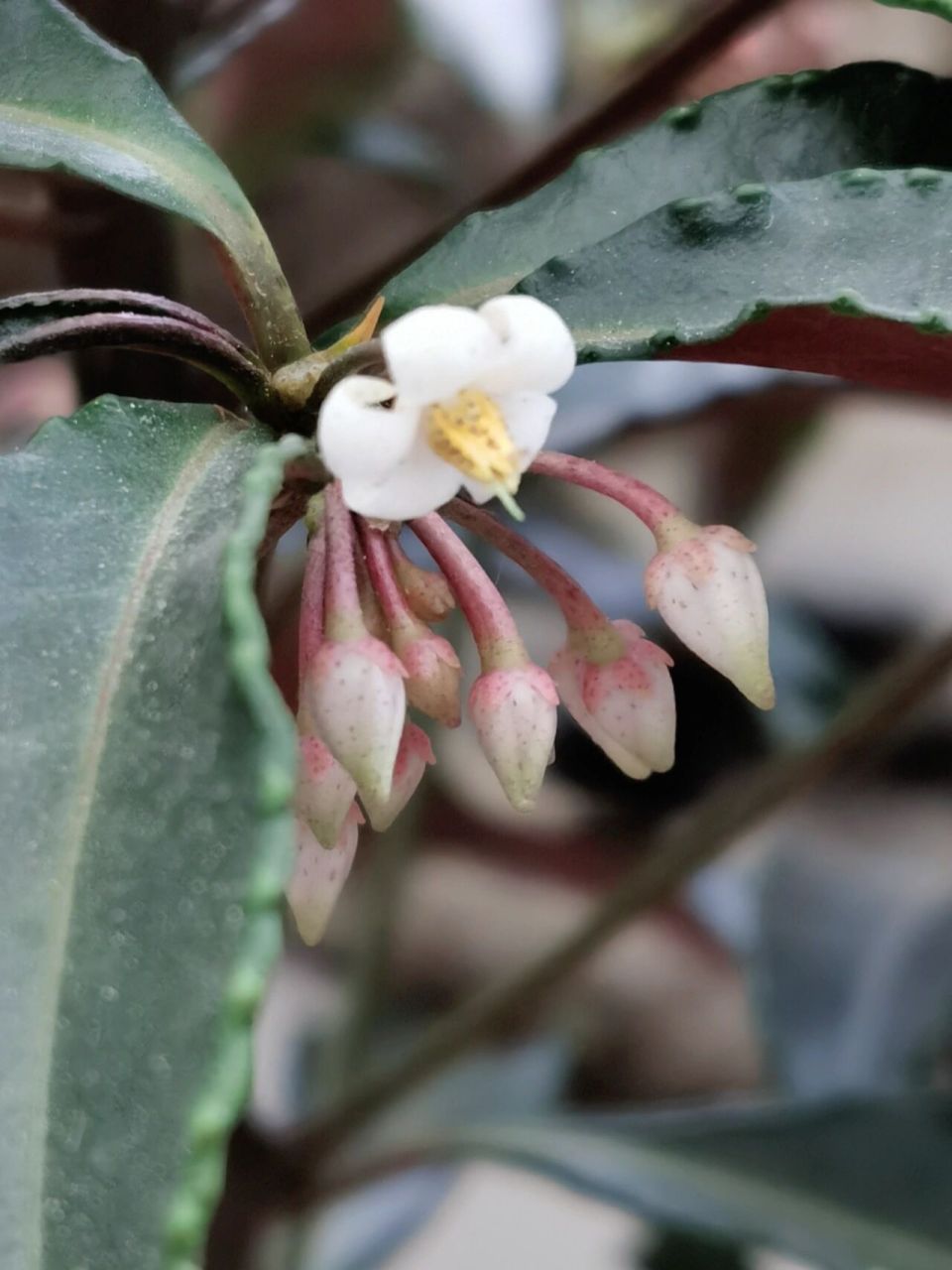 富贵子开花啦 富贵子是个慢性子啊,现在才开花.