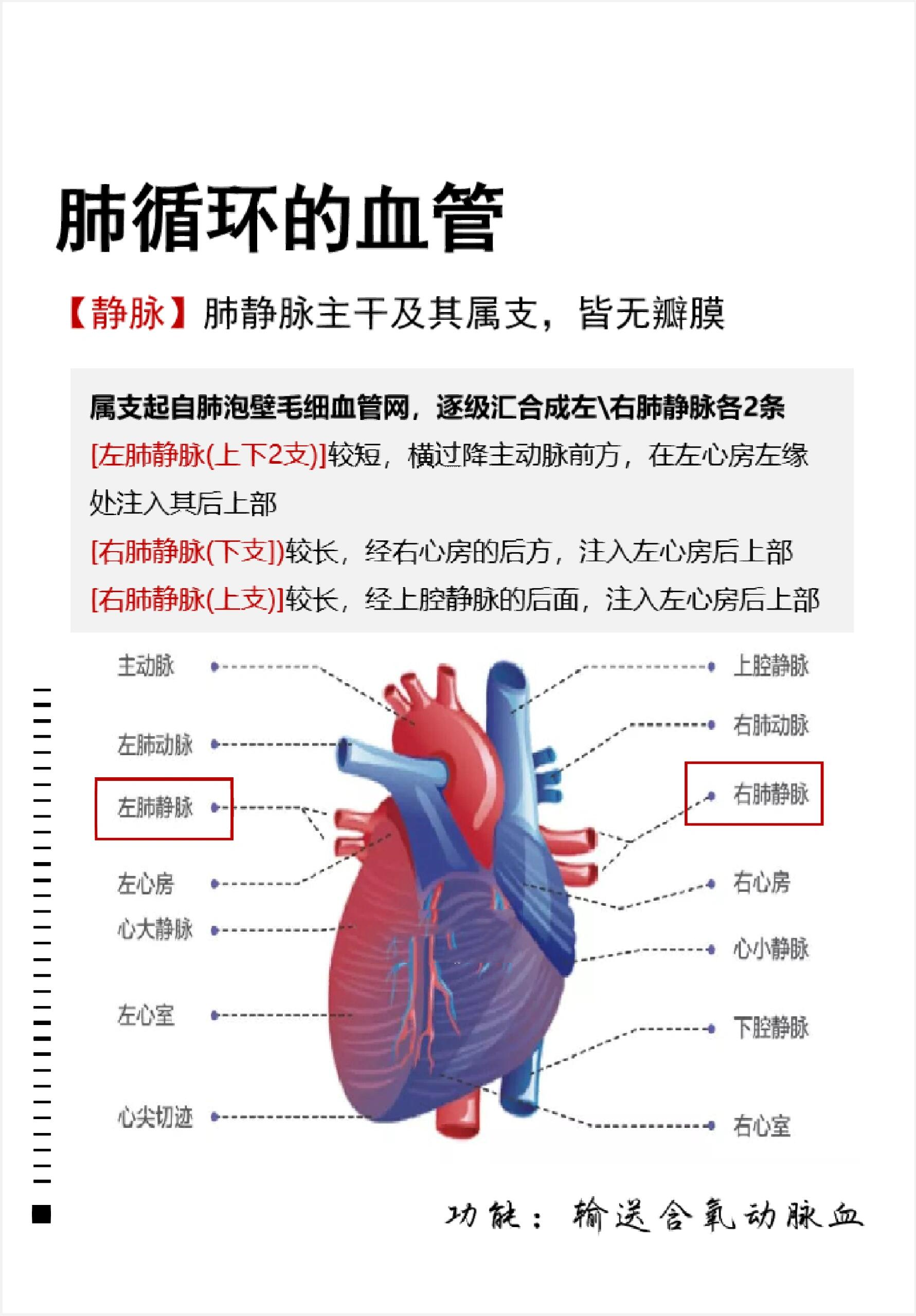 过程中 血液中的co2经肺泡排出体外 吸入肺内的o2则经肺泡进入血液