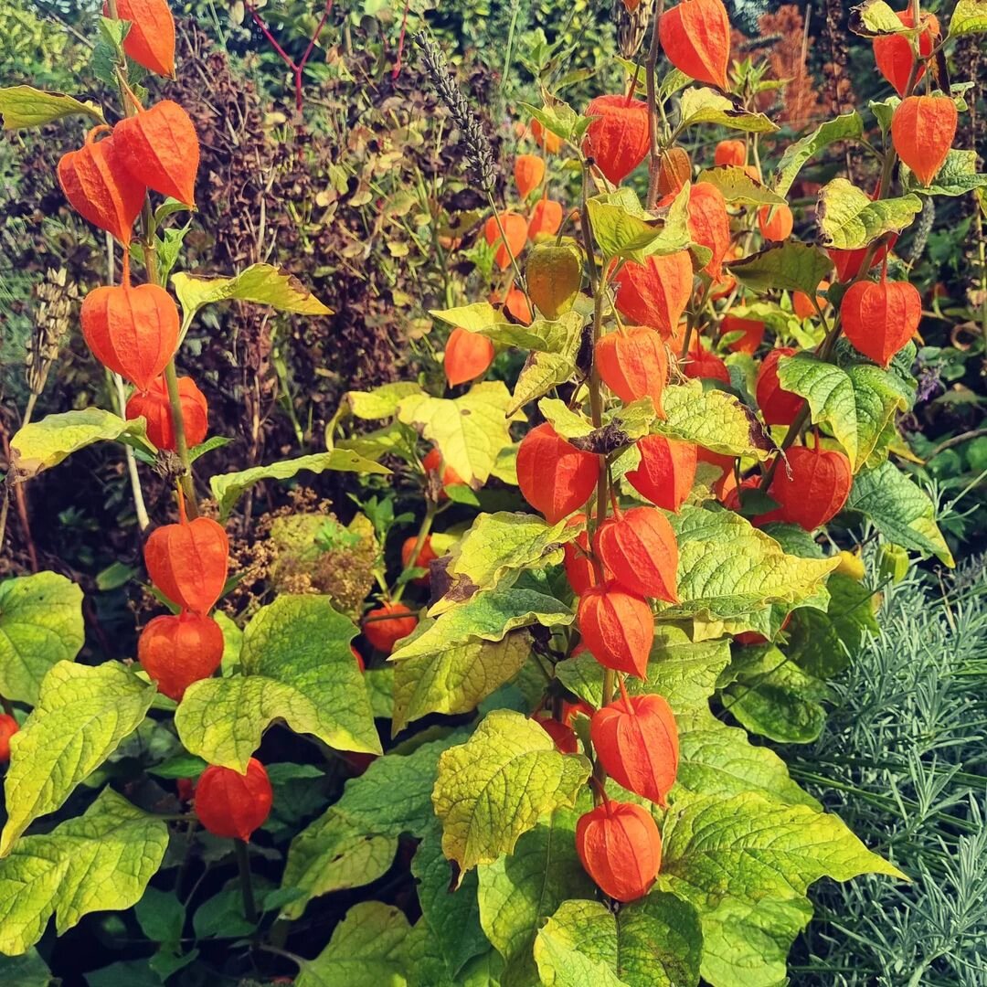植物大赏|红姑娘果