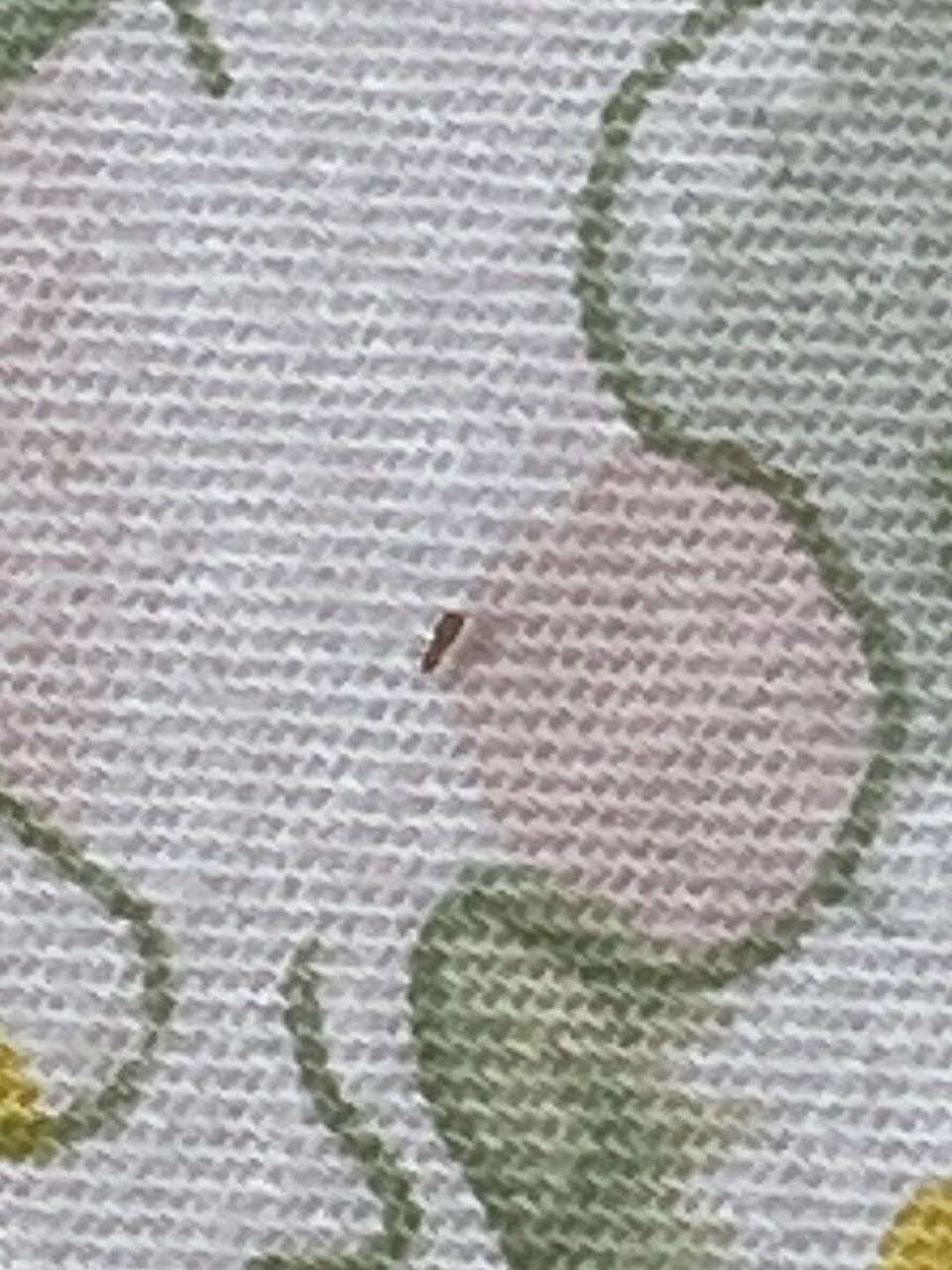 请问一下卧室出现的特别小的肉眼看接近透明 的小虫子是什么啊 虽然不