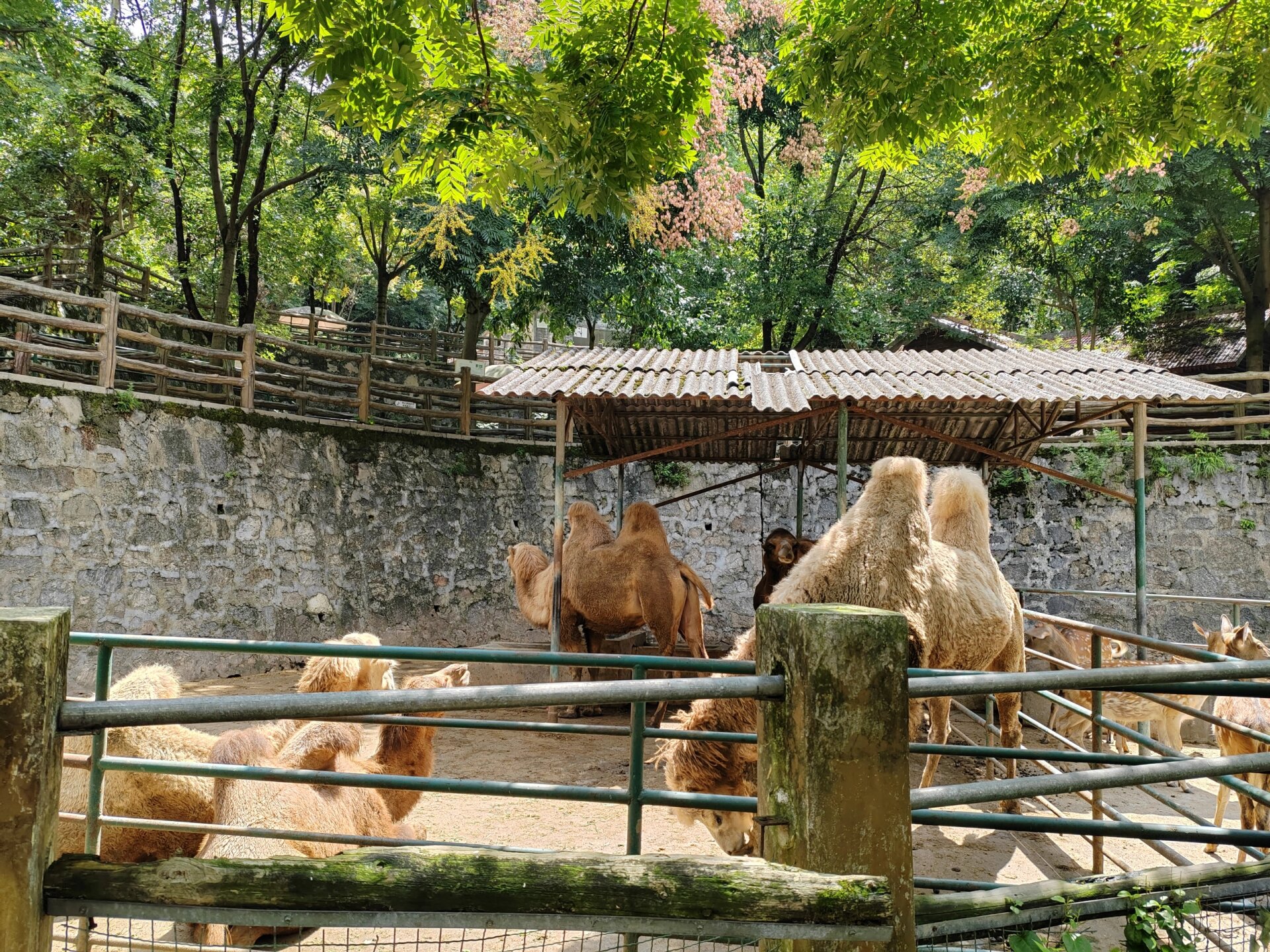 遵义动物园门票图片