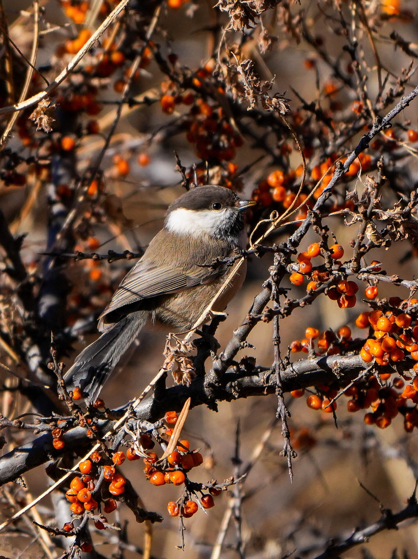 褐头山雀(poecile montanus) 褐头山雀在吃沙棘果,都爆汁了,一定很