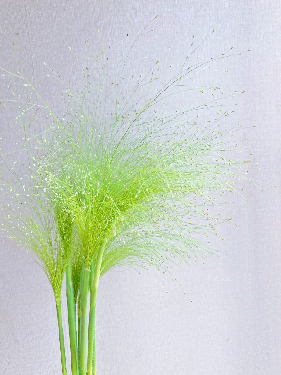 小时候的喷泉草 小时候会去拔的原来叫喷泉草 我不知道别人怎么觉得