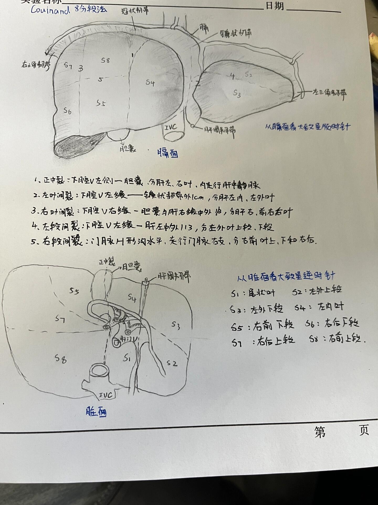 肝分段手绘