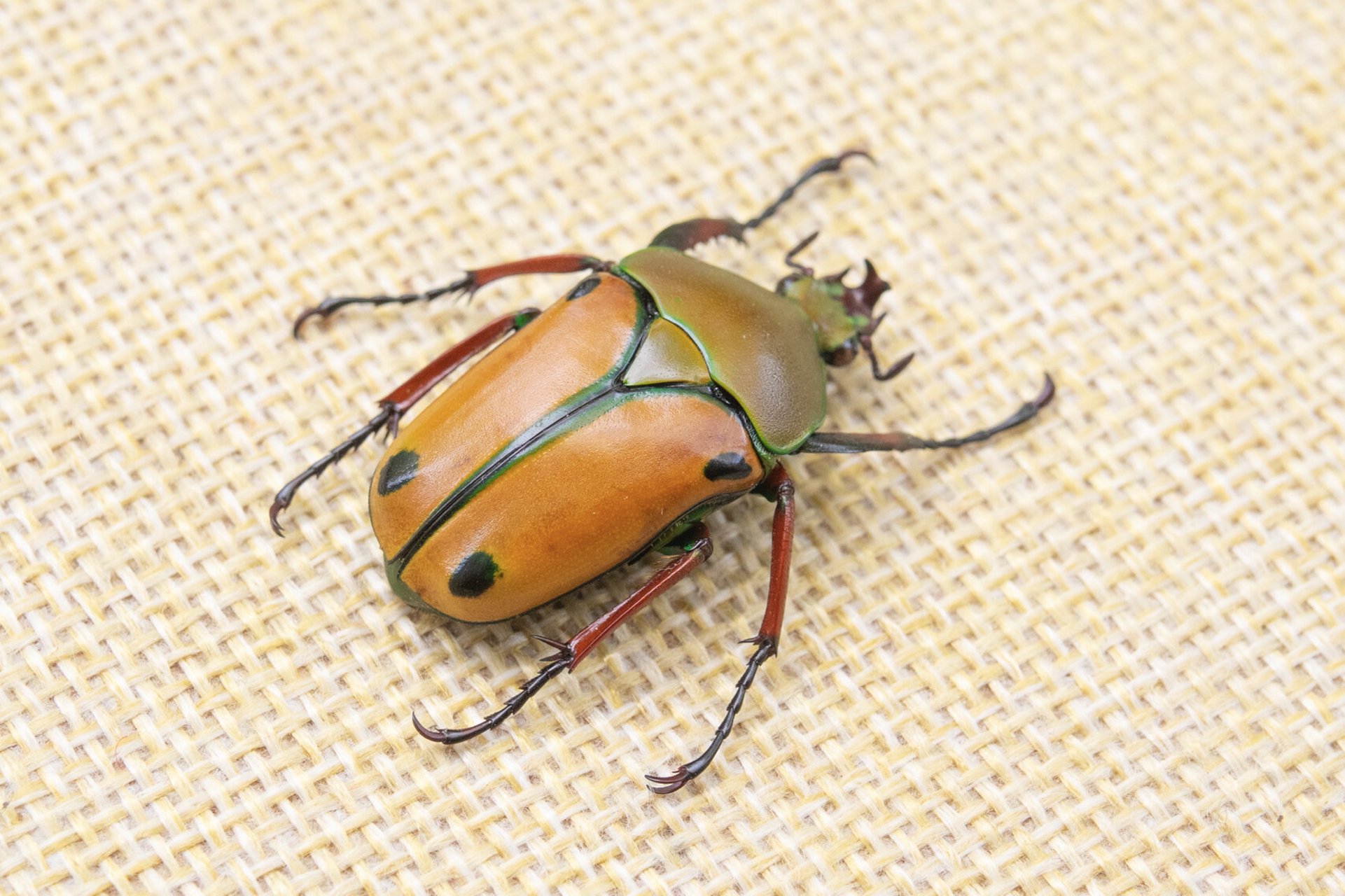 非洲花金龟 学名:eudicella euthalia 产地:坦桑尼亚 公虫小角个体,黄