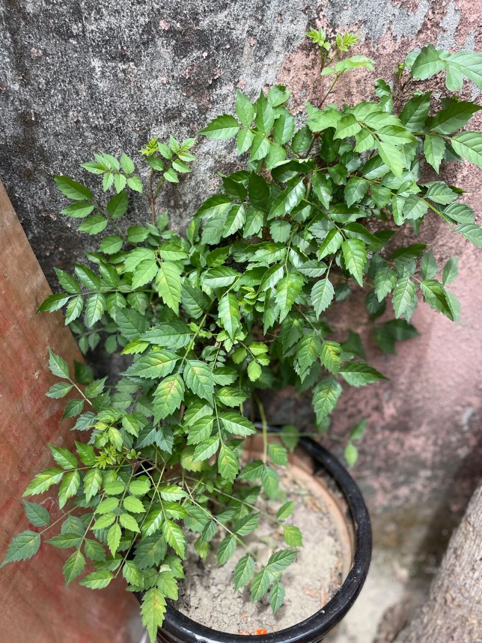 凌霄叶子黄 掉叶 是怎么回事