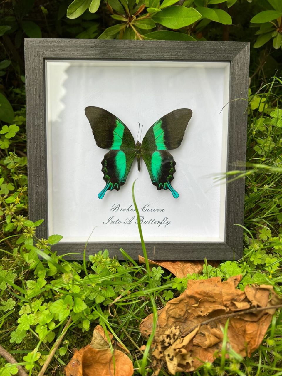 让自然走近生活 爱神凤蝶翼展10-12厘米左右,相信大家对这个品种并不