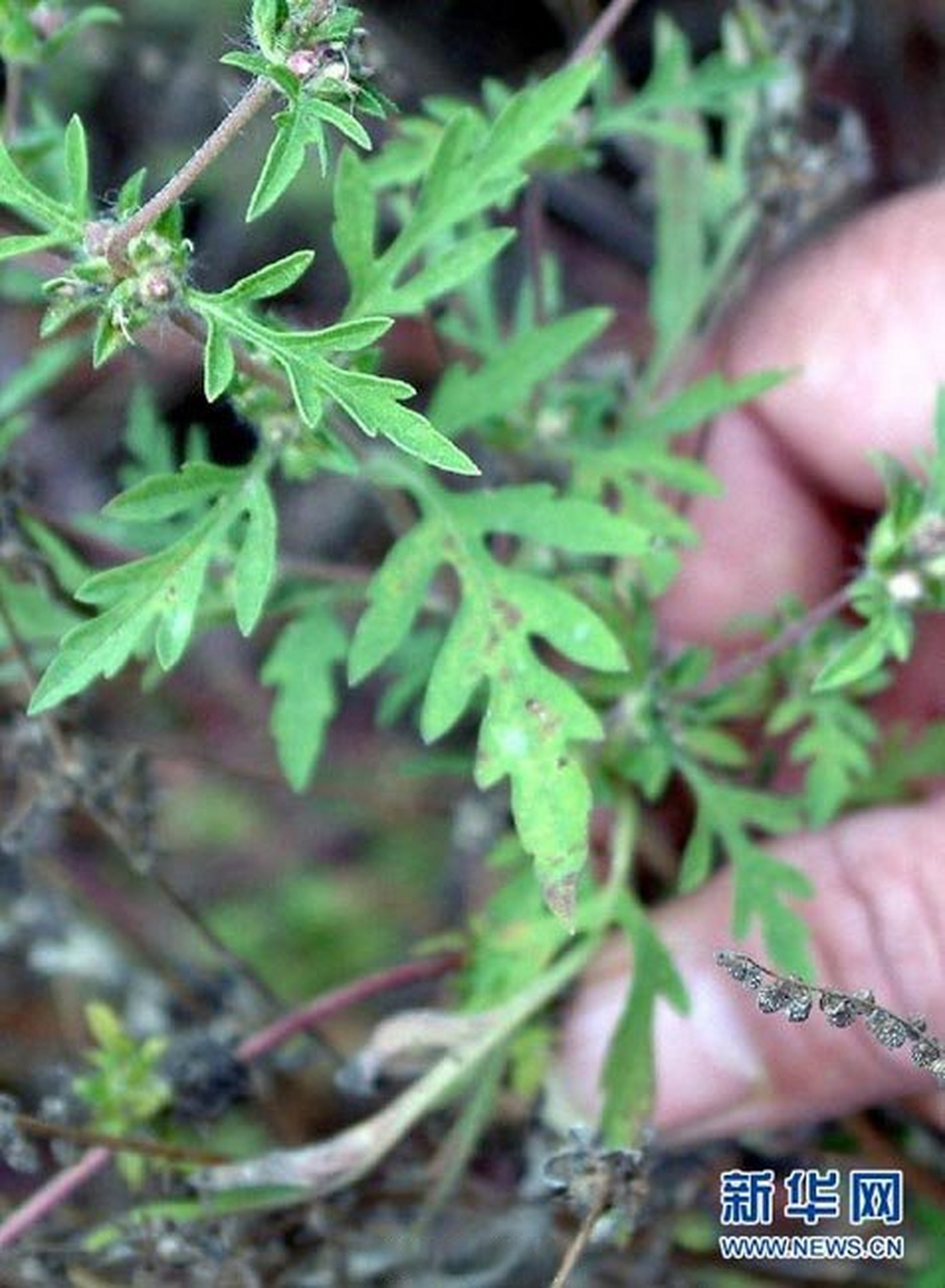 【看见豚草请立即清除】豚草过敏最严重时可致人死亡"这种草叫豚草,是