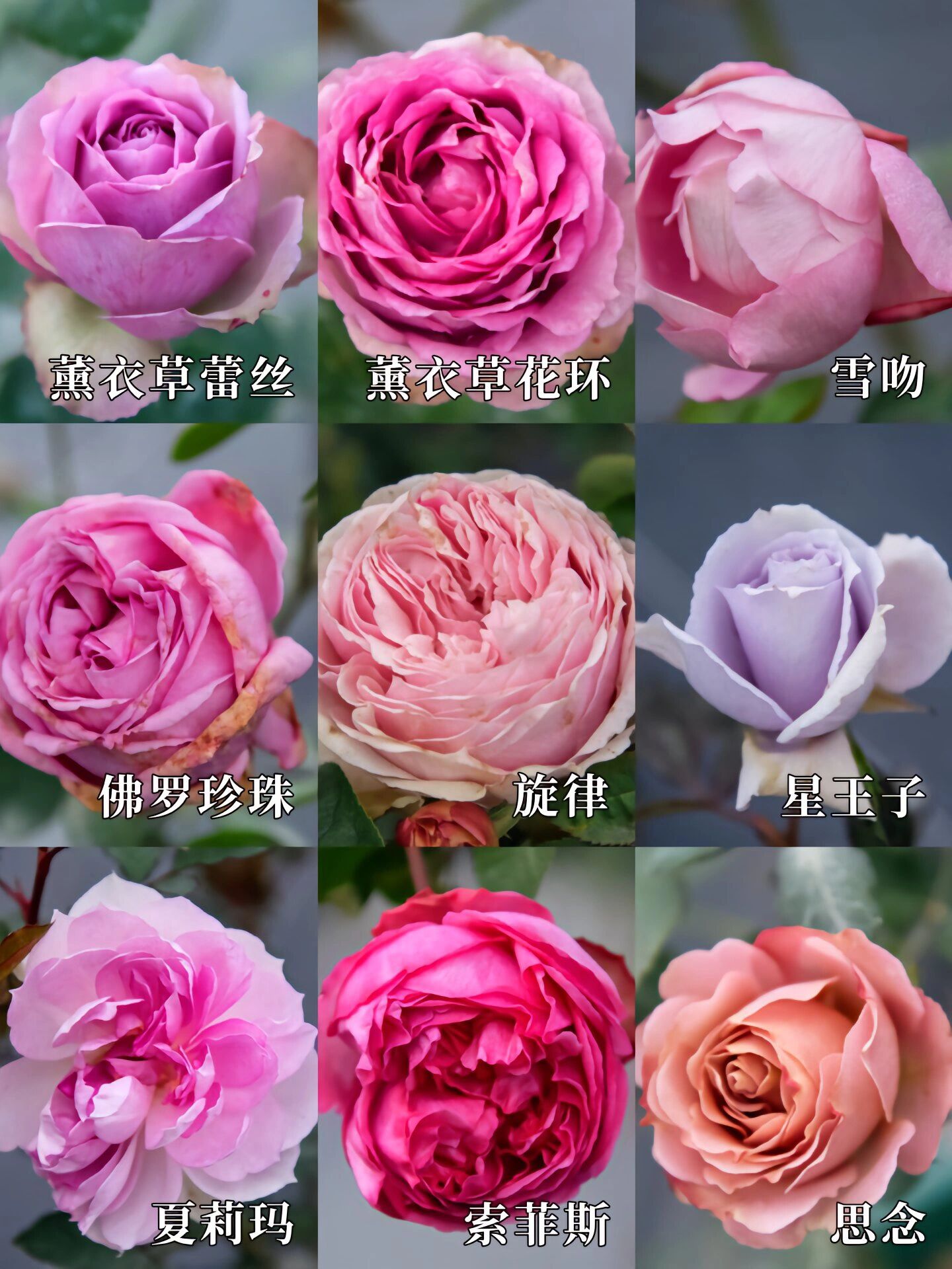 30秒认识135种紫色调月季 这次我要给大家介绍的是一个真正的月季界的