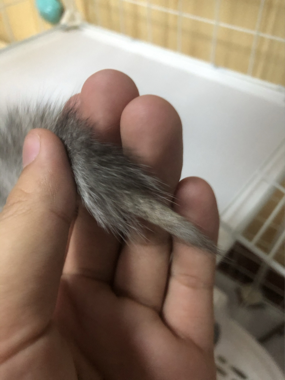 幼猫尾巴尖秃光了咋回事啊?