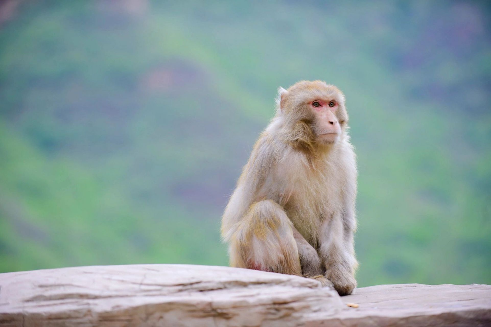 河南济源|五龙口猴山——亲子游玩好去处 若是给它喂过食, 它会牢牢