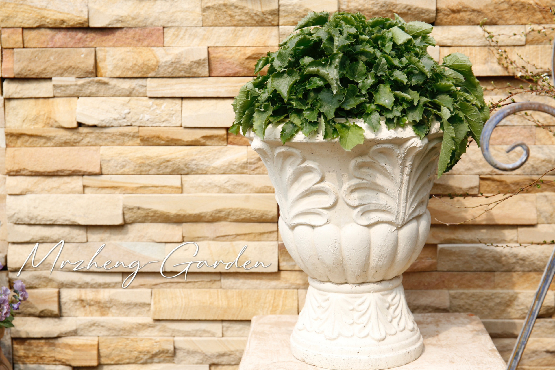 记录一下我这棵"垂吊风铃草" 去年六月份花友送我的一棵垂吊风铃草小