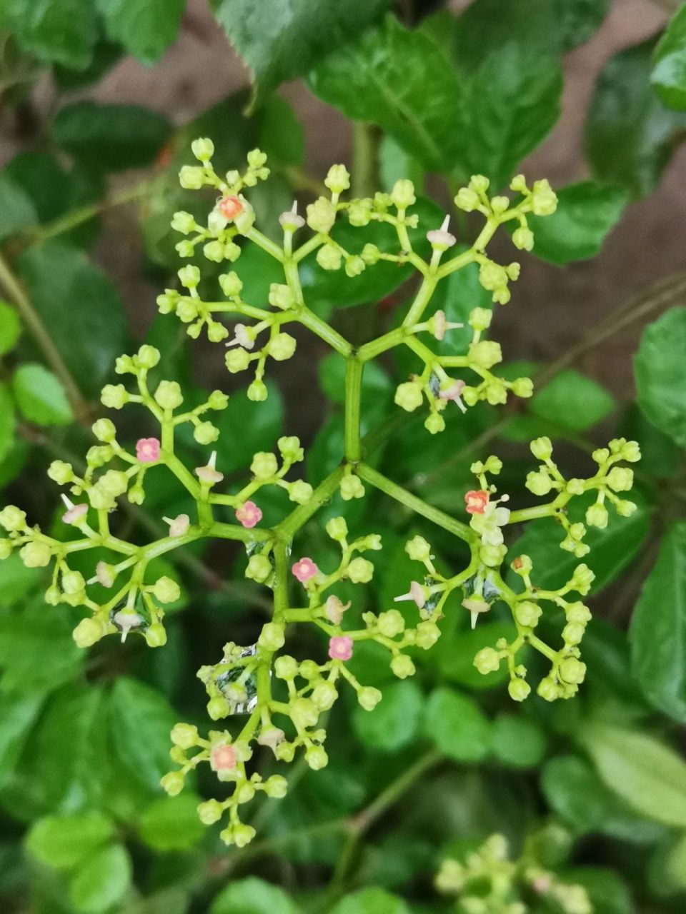 绞股蓝全草药用 全草药用,可爱小花