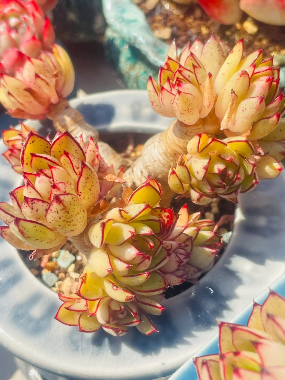 多肉的样子描述 在繁忙的都市生活中,一抹绿色总能给人带来宁静与舒适